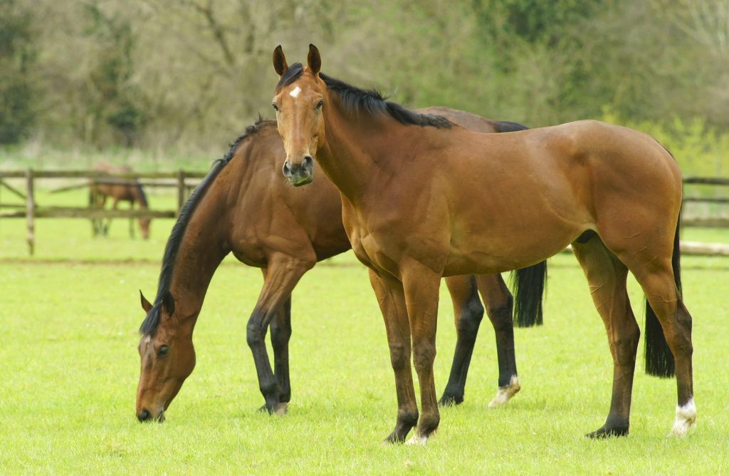 Línea Optimix para equinos